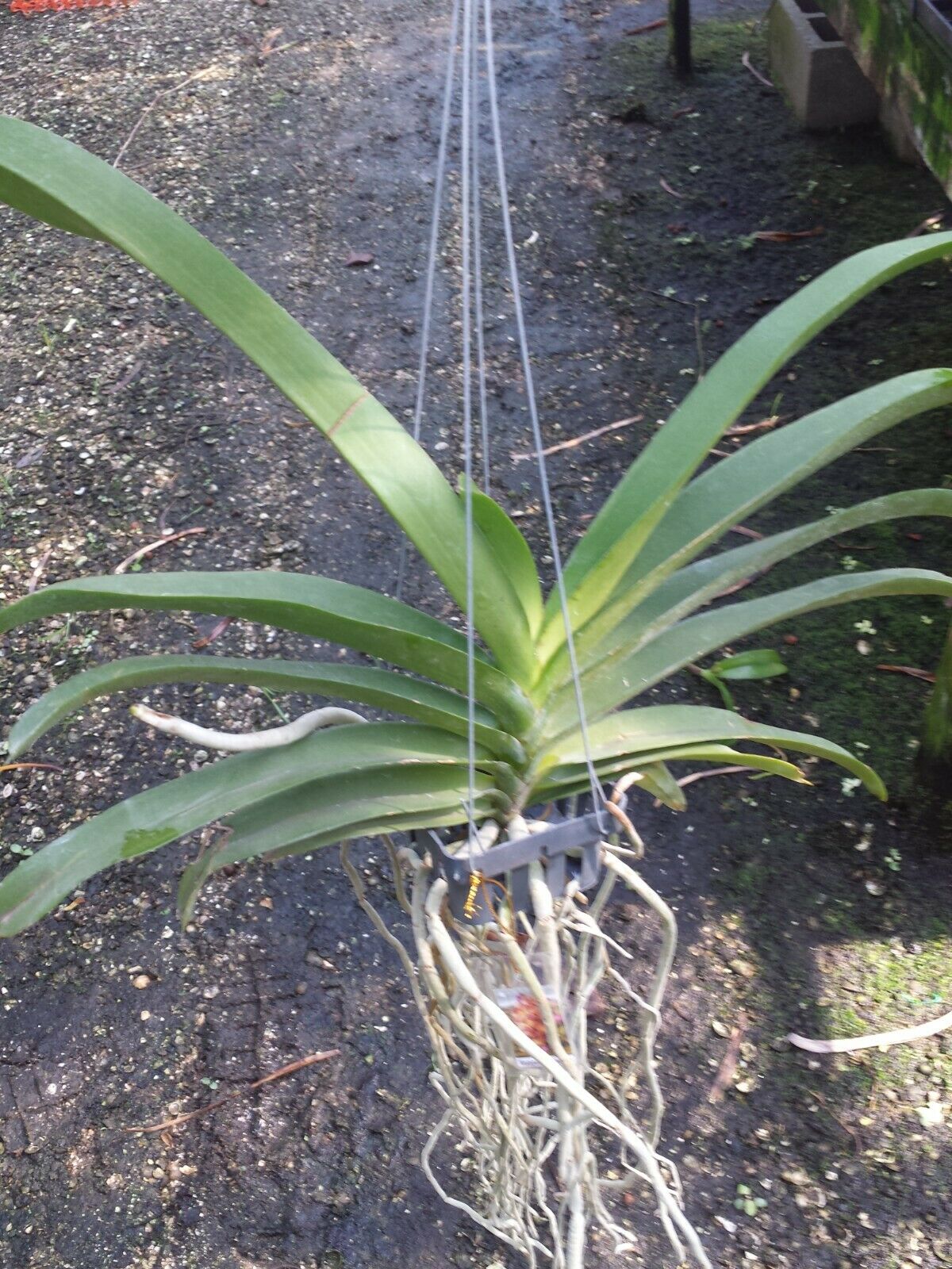 Vanda Wuttiphanara Manoonya Tropical Hanging Plants