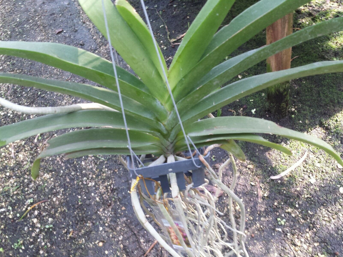 Vanda Wuttiphanara Manoonya Tropical Hanging Plants