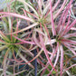 Tillandsia 10 pack of mixed types Bromeliad