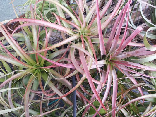 Tillandsia 10 pack of mixed types Bromeliad