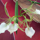 Orchid Cattleya Brassavola C marcaliana (B nodosa x nodosa Mimie Mouse) in 4" pot