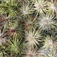 Tillandsia 10 pack of mixed types Bromeliad