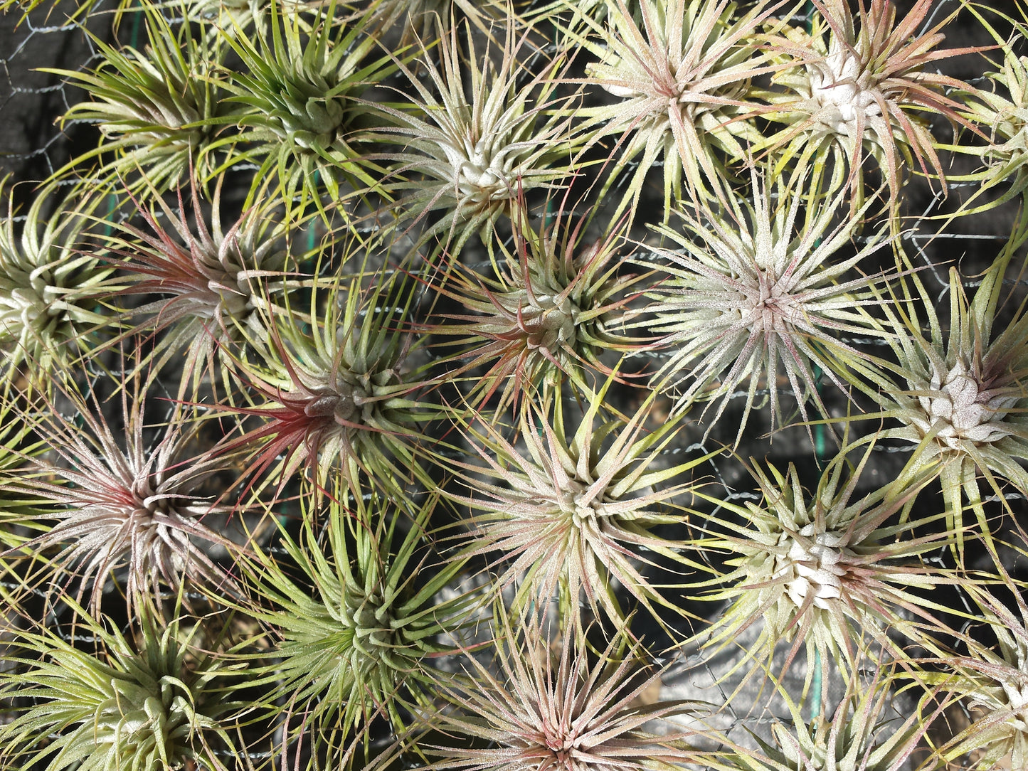 Tillandsia 10 pack of mixed types Bromeliad