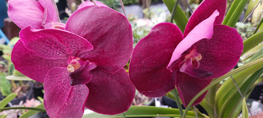 Vanda Mem Ted Carter Burgundy Orchid