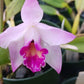 Orchid Cattleya Orpetii x luteola Mad Happenings Tropical Plant