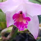 Orchid Cattleya Orpetii x luteola Mad Happenings Tropical Plant