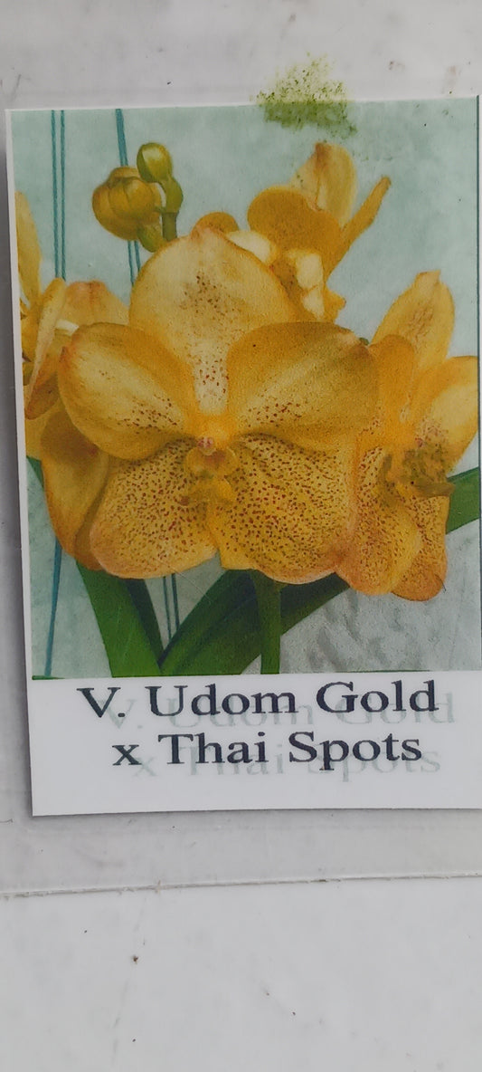 Orchid Vanda Udom Gold x Thai Spot