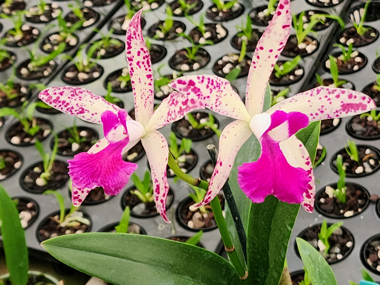 Orchid Fragrant Cattleya Brassavola Bc Beverly Matherne