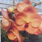 Orchid Vanda Sonia Deccach Creamy Orange #268