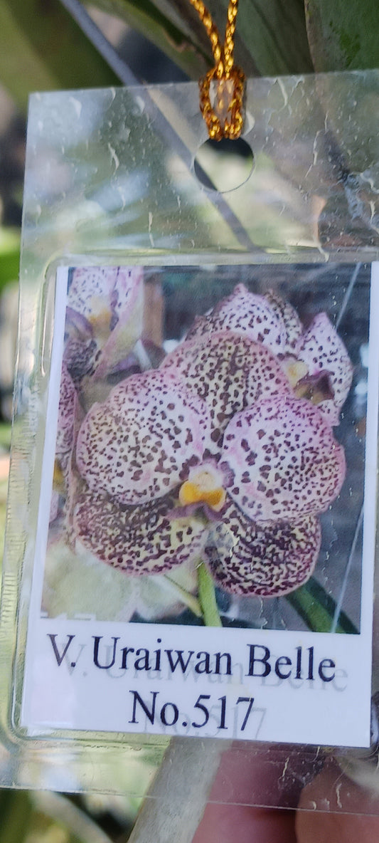 Orchid Vanda Uraiwan Belle #517 Mad Happenings Tropical Hanging