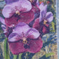 Orchid Vanda Pimchai Beauty x Leenawat Mad Happenings Hanging Plant