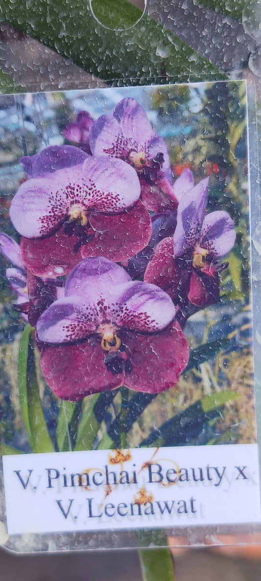 Orchid Vanda Pimchai Beauty x Leenawat Mad Happenings Hanging Plant