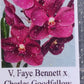 Orchid Vanda Faye Bennet x Charles Goodfellow Mad Happenings Hanging Plant