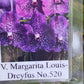 Orchid Vanda Margarita Louis-Dryfus No 520 Mad Happenings Hanging Plant