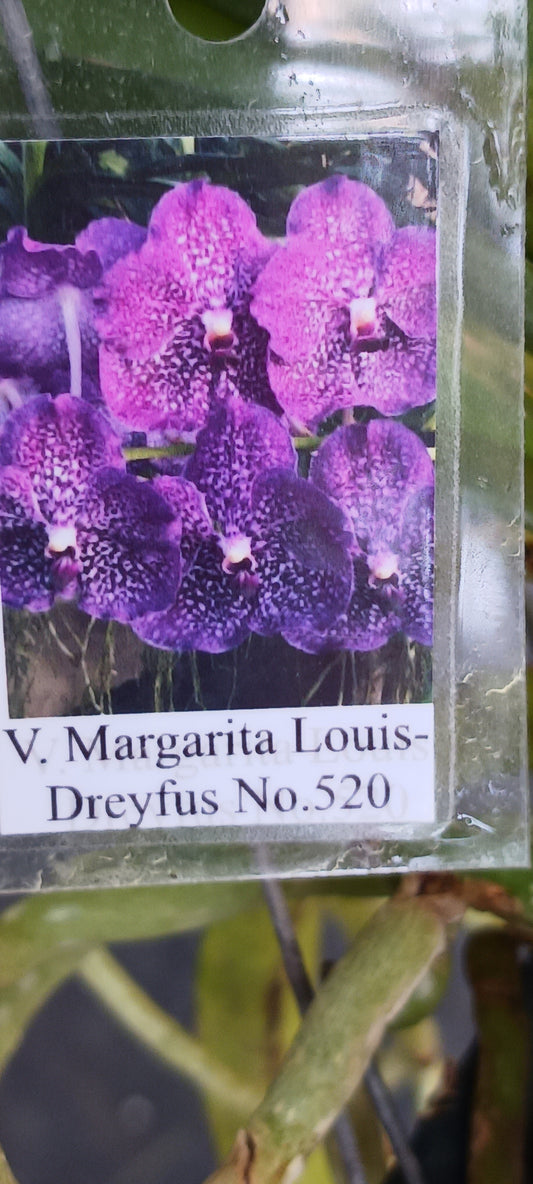Orchid Vanda Margarita Louis-Dryfus No 520 Mad Happenings Hanging Plant