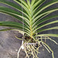 Orchid Vanda Kaseem's Delight x Lena Kamolphan No 697 Tropical Hanging Plant