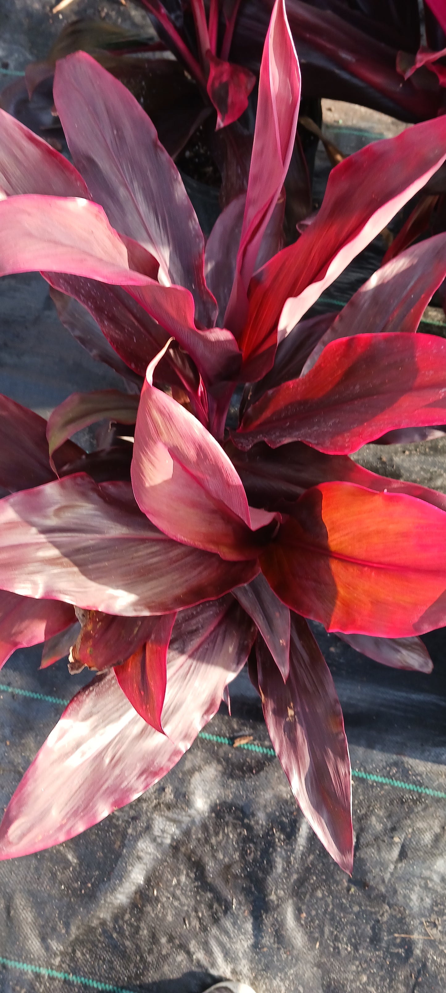 Ti Plant Cordyline fruticosa Giant Red, Hawaiian Sister aka Rubra