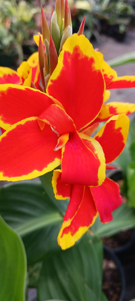 Canna Lily Orange with Yellow margins plant not seed bulb rhizome