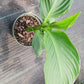 Canna Lily Yellow freckles plant not seed bulb rhizome