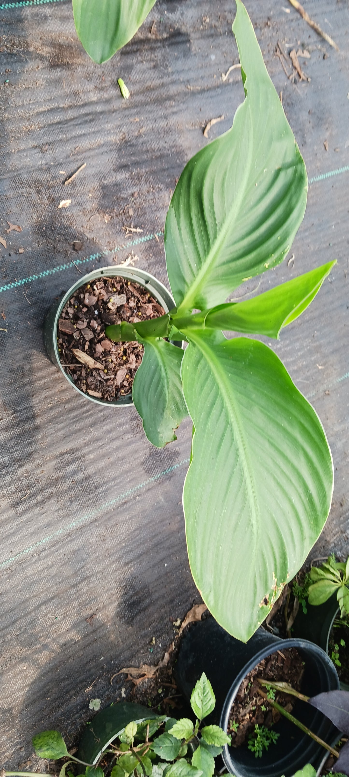 Canna Lily Yellow freckles plant not seed bulb rhizome