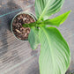 Canna Lily Tangerine Peach coloration plant not seed bulb rhizome