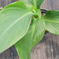 Canna Lily Tangerine Peach coloration plant not seed bulb rhizome