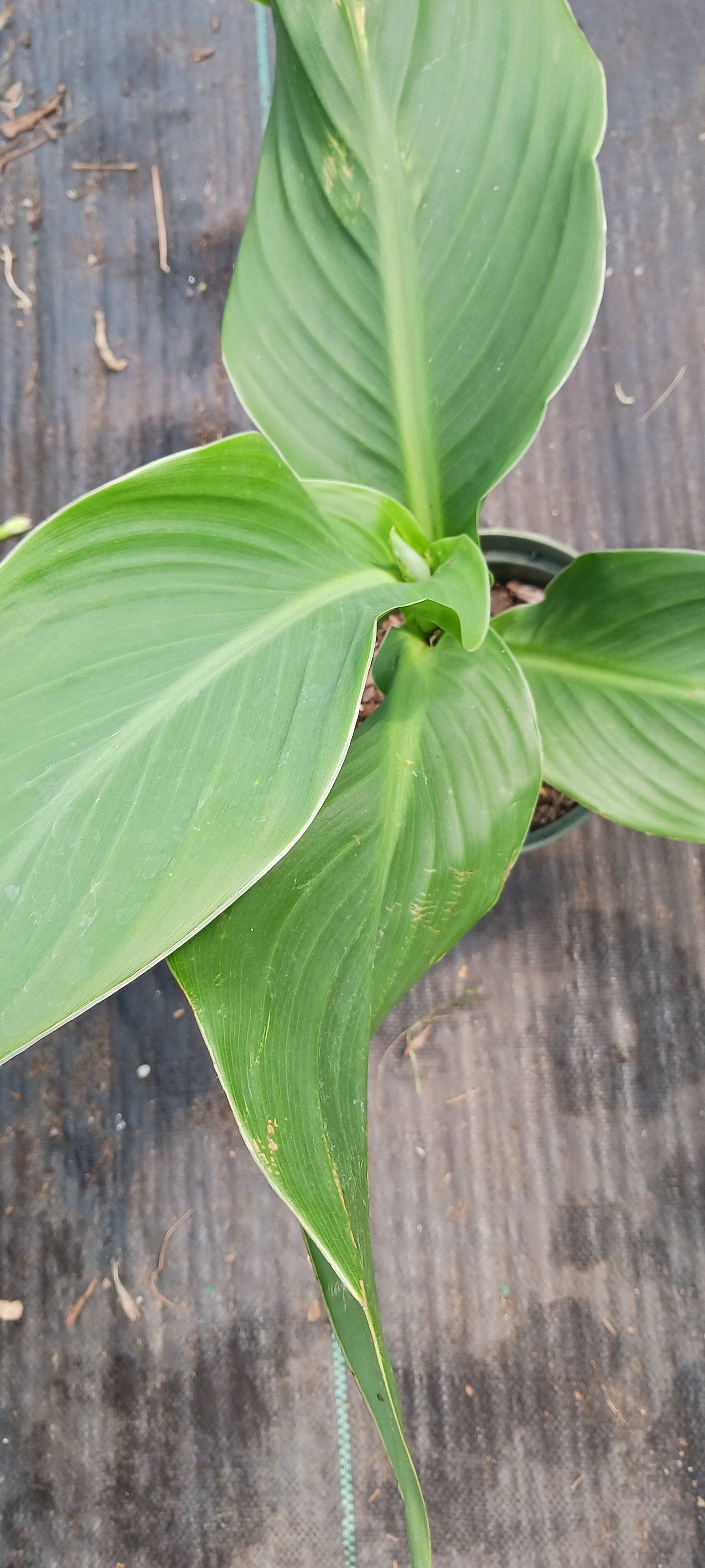 Canna Lily Tangerine Peach coloration plant not seed bulb rhizome