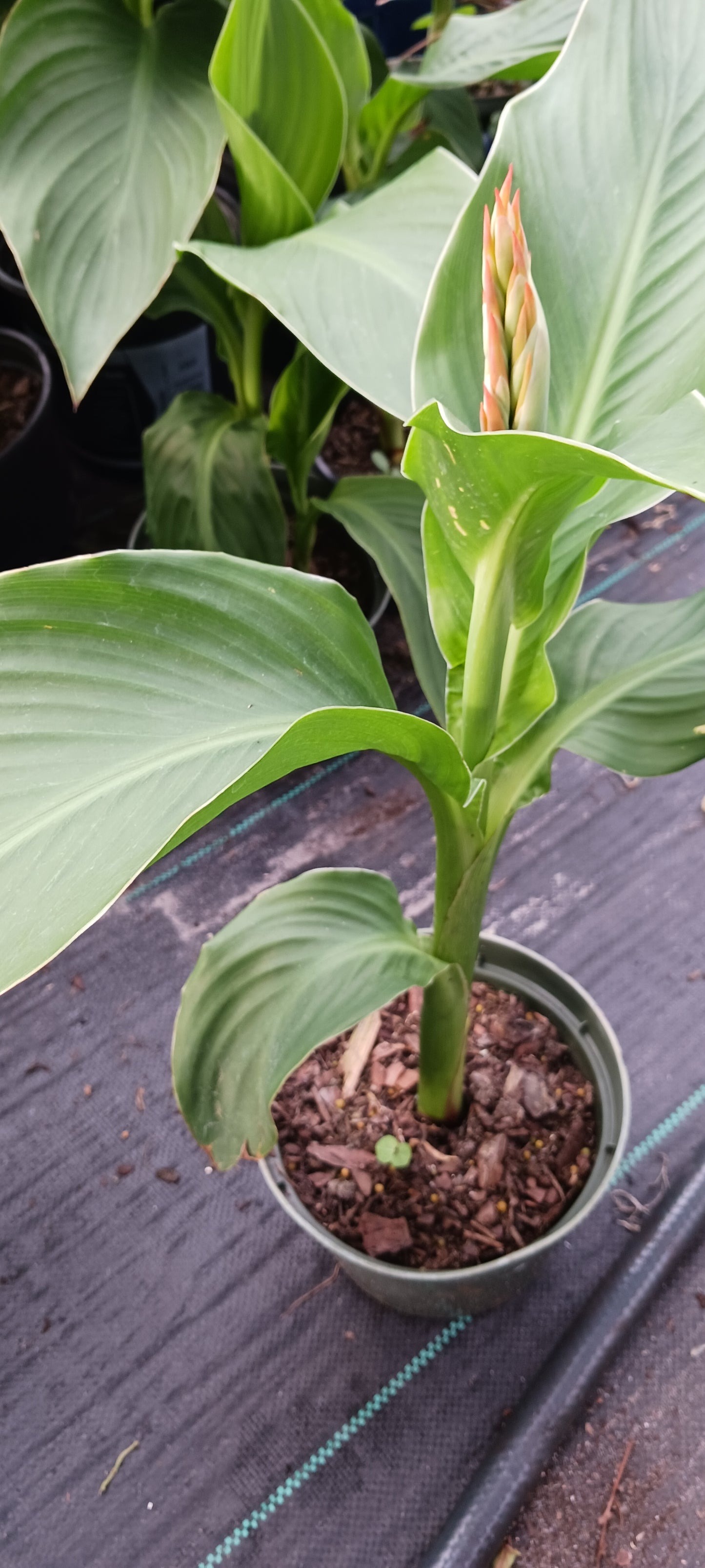 Canna Lily Yellow freckles plant not seed bulb rhizome