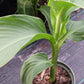 Canna Lily Tangerine Peach coloration plant not seed bulb rhizome