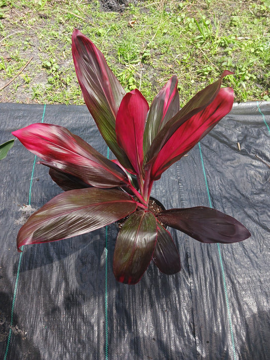 Ti Plant Cordyline fruticosa Red Sister Florida Red