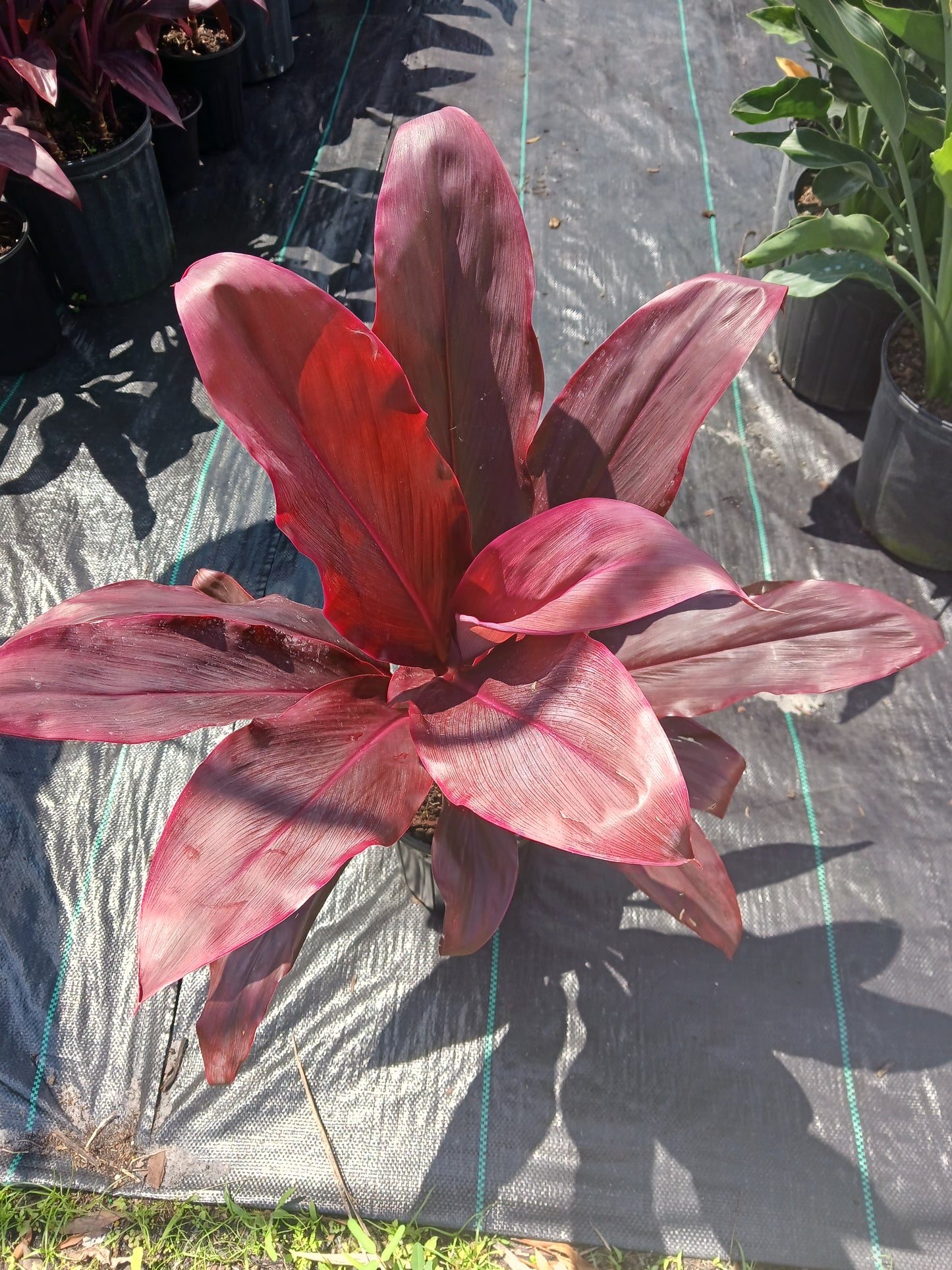 Ti Plant Cordyline fruticosa Giant Red, Hawaiian Sister aka Rubra