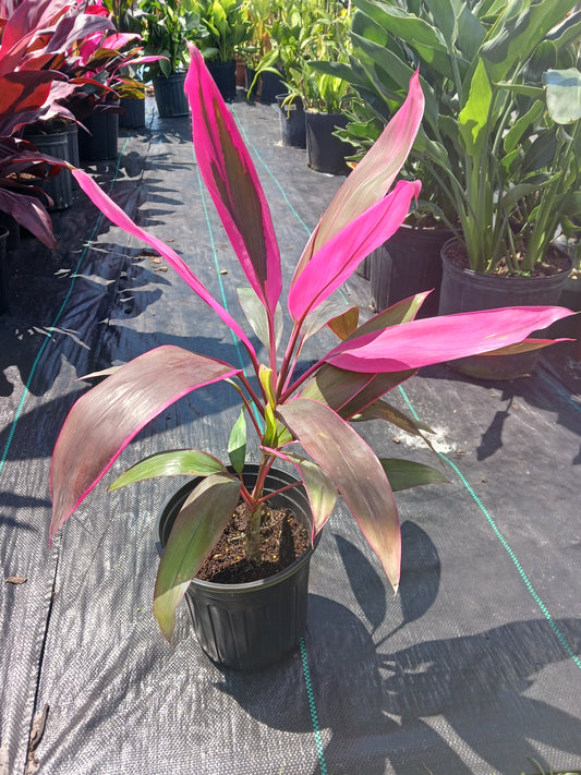 Ti Plant Cordyline fruticosa Pink Diamond Chili Peper