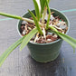 Orchid Cattleya Brassavola BC Morning Glory