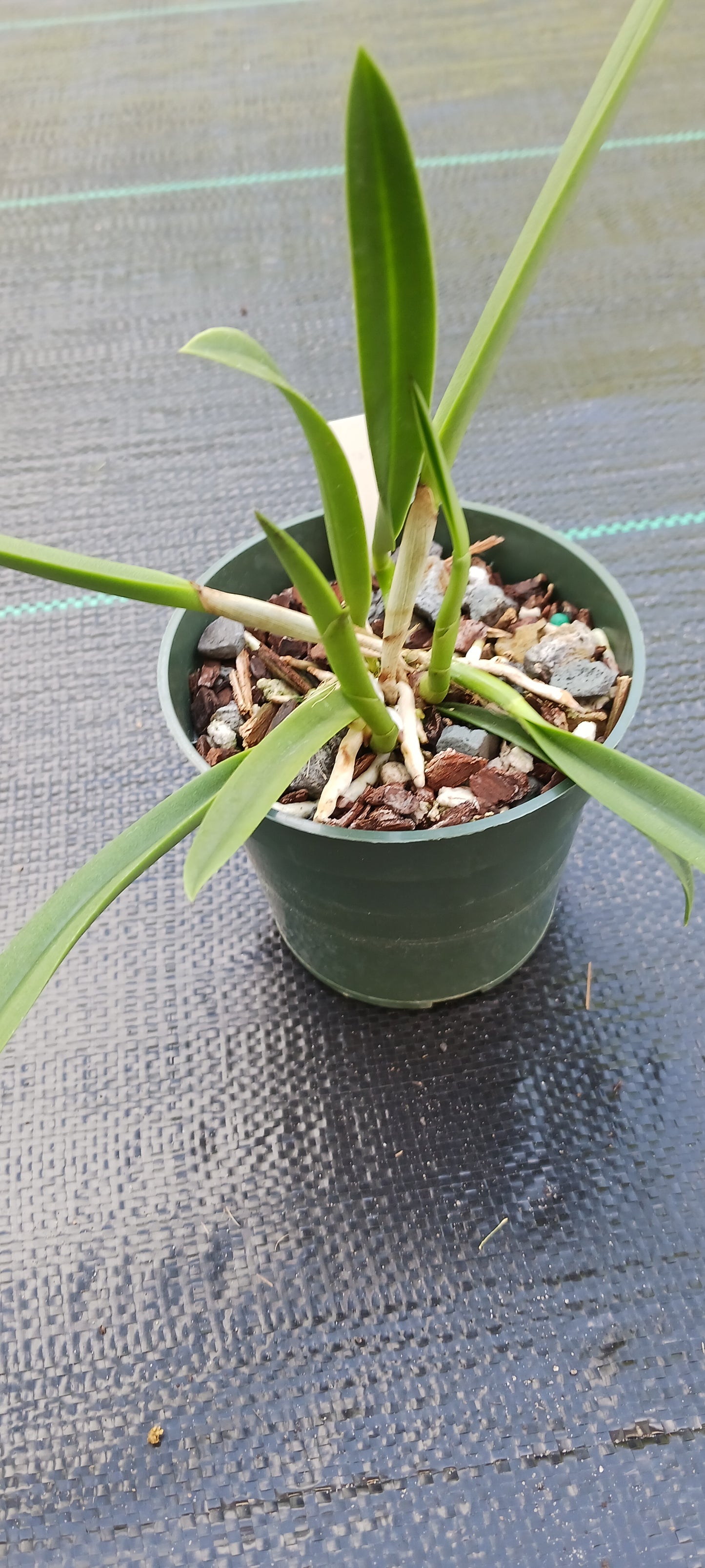 Orchid Cattleya Brassavola BC Morning Glory