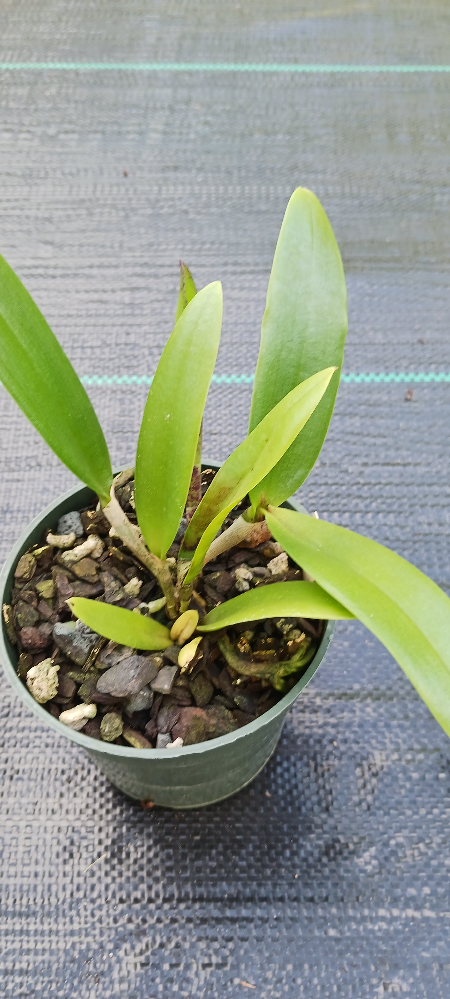 Orchid Fragrant Cattleya Brassavola Bc Beverly Matherne