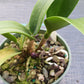 Orchid Fragrant Cattleya Brassavola Bc Beverly Matherne