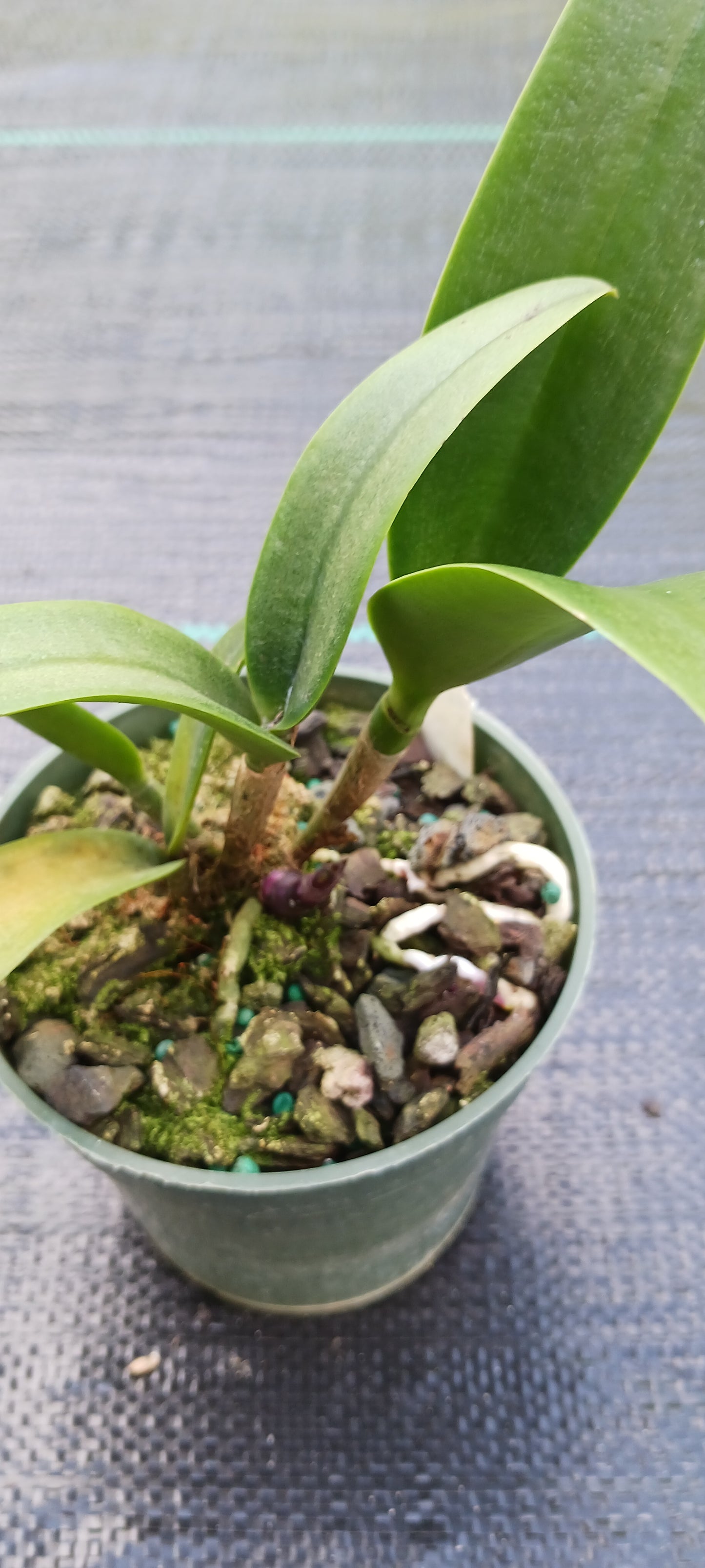 Orchid Fragrant Cattleya Brassavola Bc Beverly Matherne