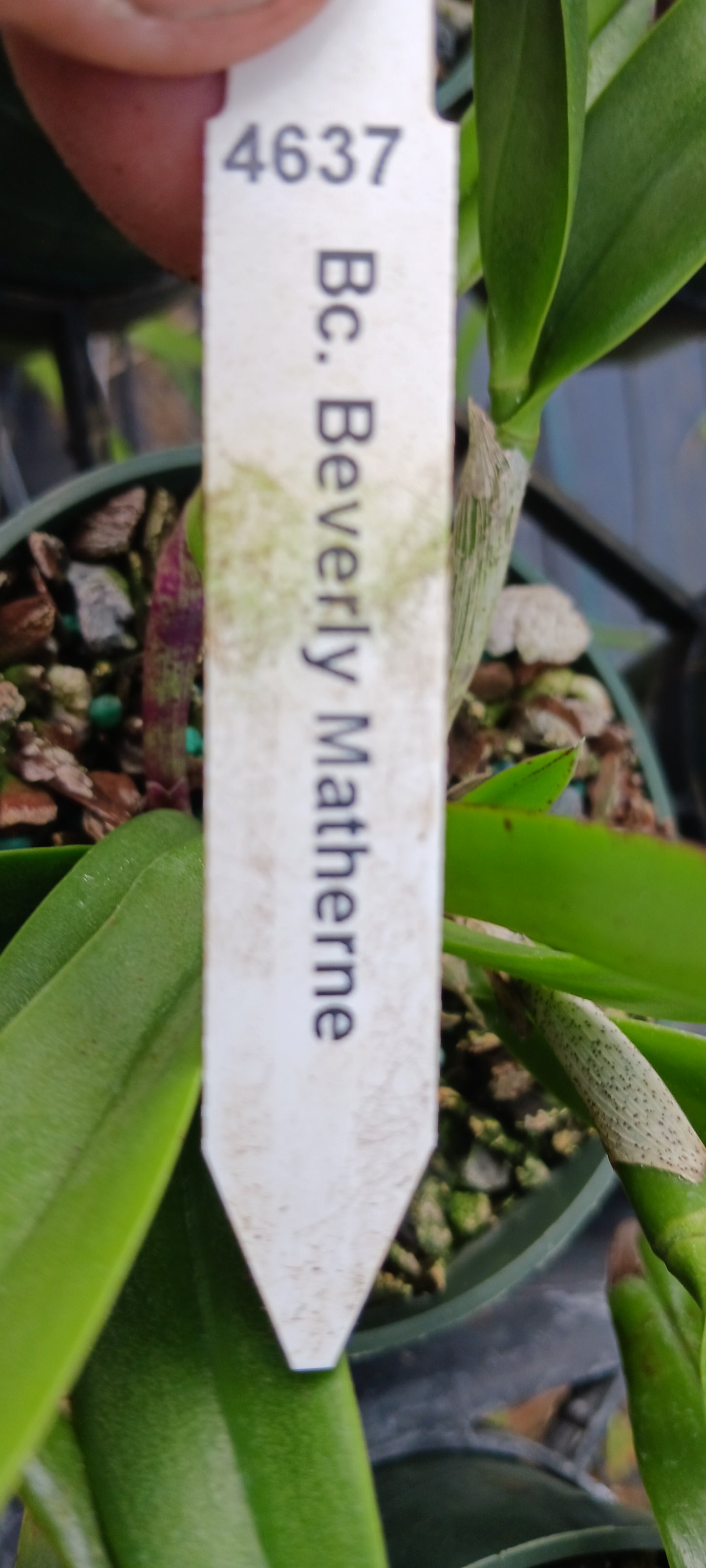 Orchid Fragrant Cattleya Brassavola Bc Beverly Matherne