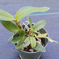 Orchid Cattleya Gur bowringiana