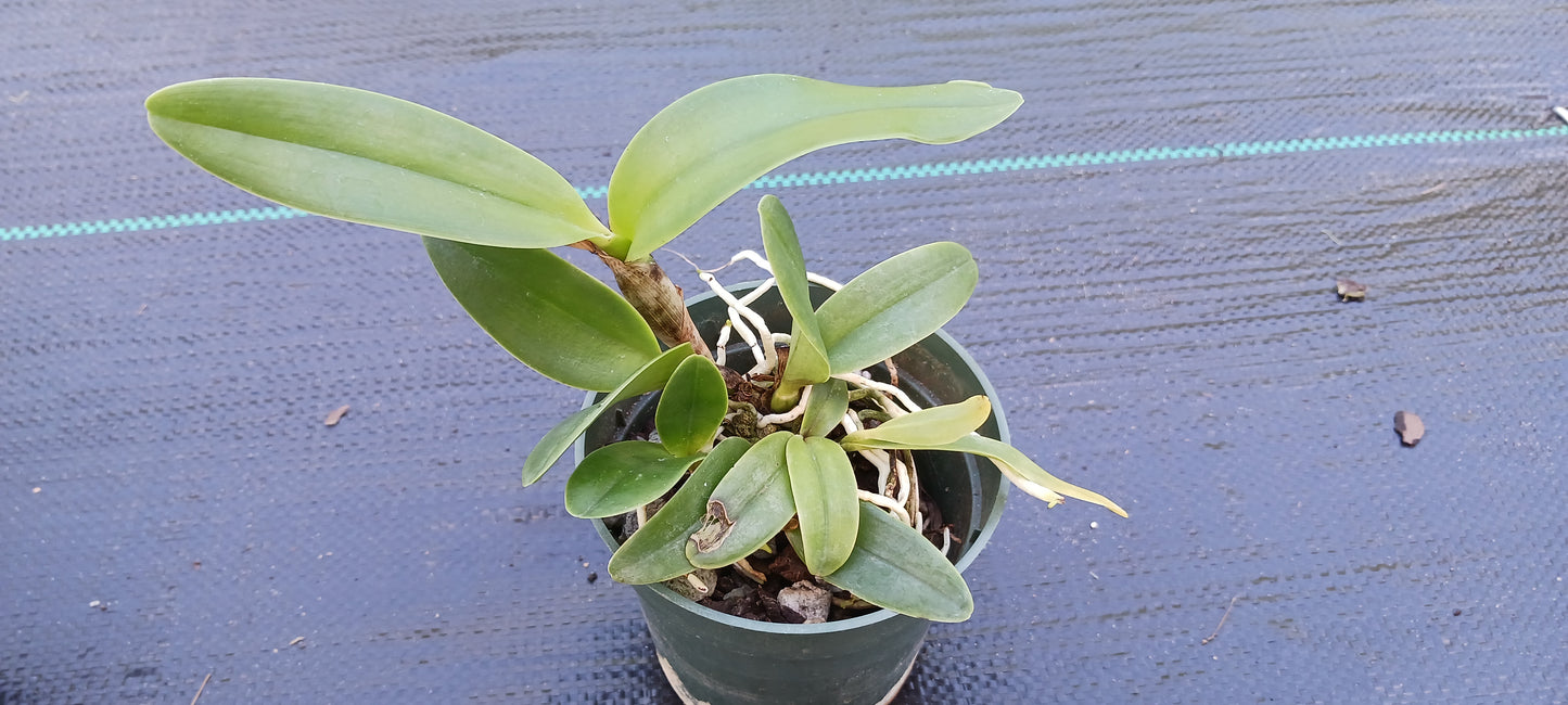 Orchid Cattleya Gur bowringiana in 2" pot