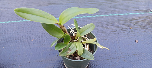 Orchid Cattleya Gur bowringiana