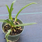 Orchid Cattleya Bsn Maikai Mad Happenings Tropical Plant