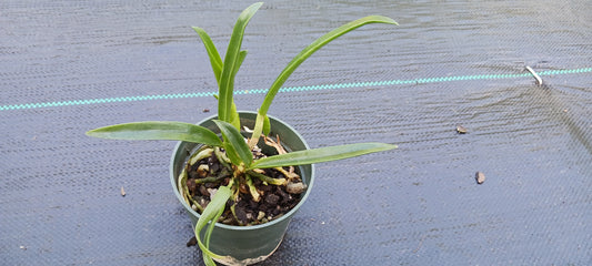 Orchid Cattleya Bsn Maikai Mad Happenings Tropical Plant