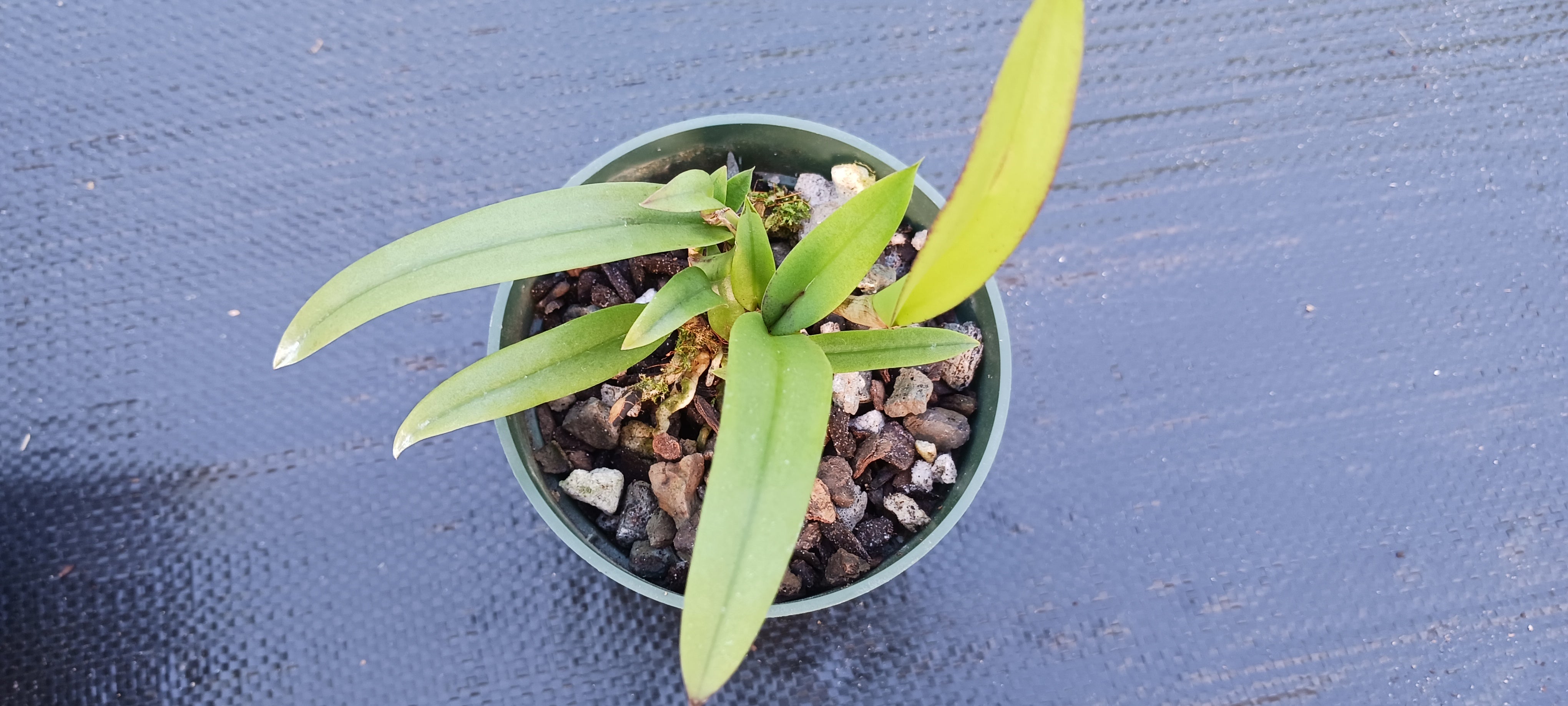 Orchid Cattleya Brassavola C marcaliana (B nodosa x nodosa Mimie Mouse ...