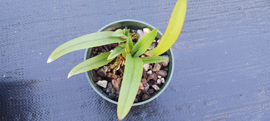 Orchid Cattleya Brassavola C marcaliana (B nodosa x nodosa Mimie Mouse)