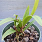 Orchid Cattleya Brassavola C marcaliana (B nodosa x nodosa Mimie Mouse) in 4" pot