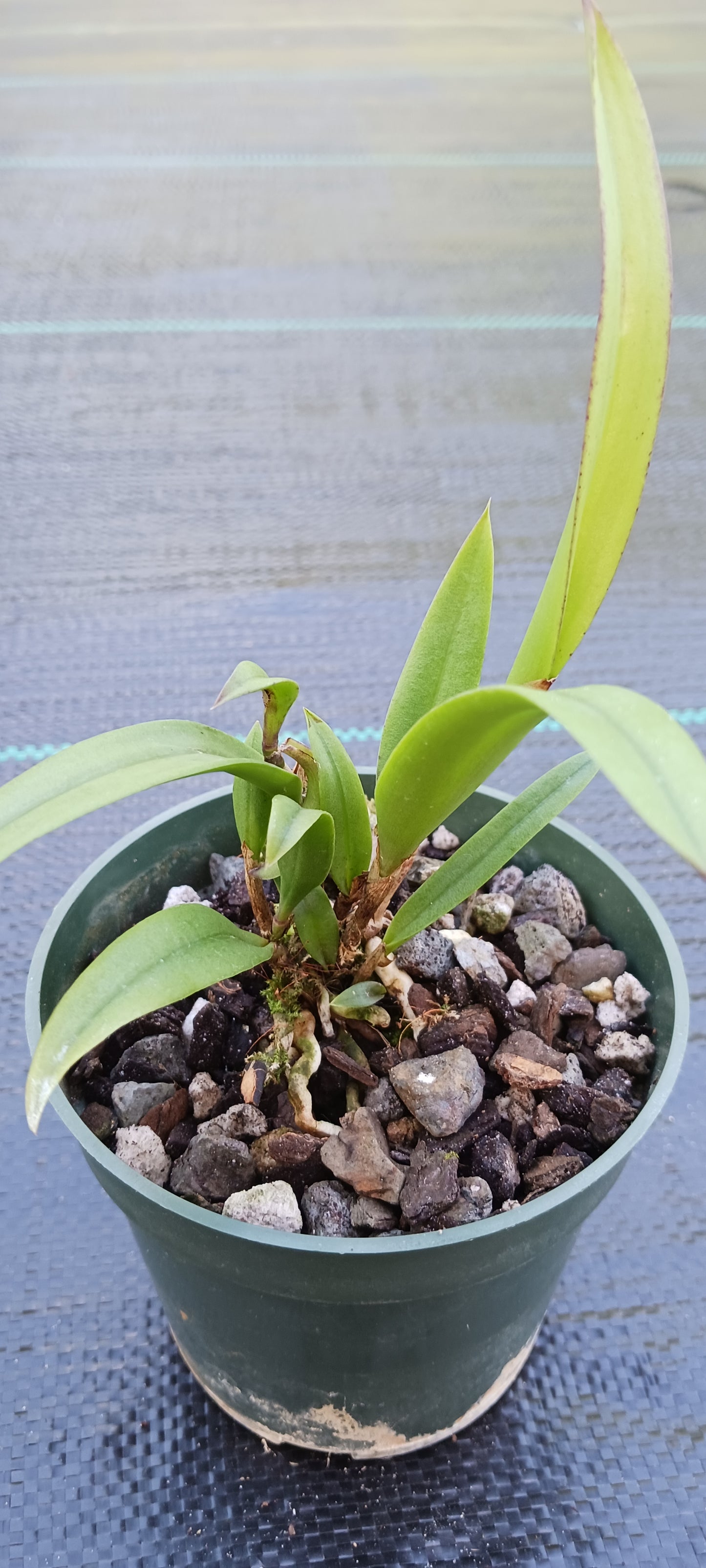 Orchid Cattleya Brassavola C marcaliana (B nodosa x nodosa Mimie Mouse) in 4" pot