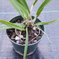 Orchid Cattleya Bl L gloriosa x B nodosa Mad Happenings Plant