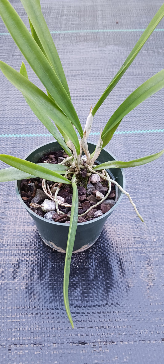 Orchid Cattleya Bl L gloriosa x B nodosa Mad Happenings Plant