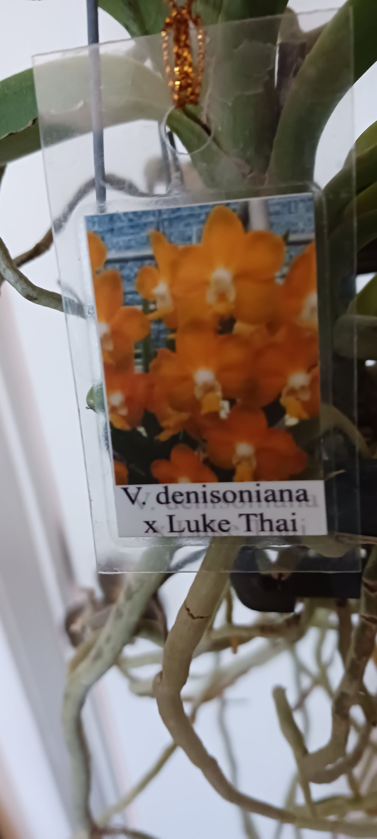 Orchid Vanda denisoniana x Luke Thai fragrant Hanging Plants